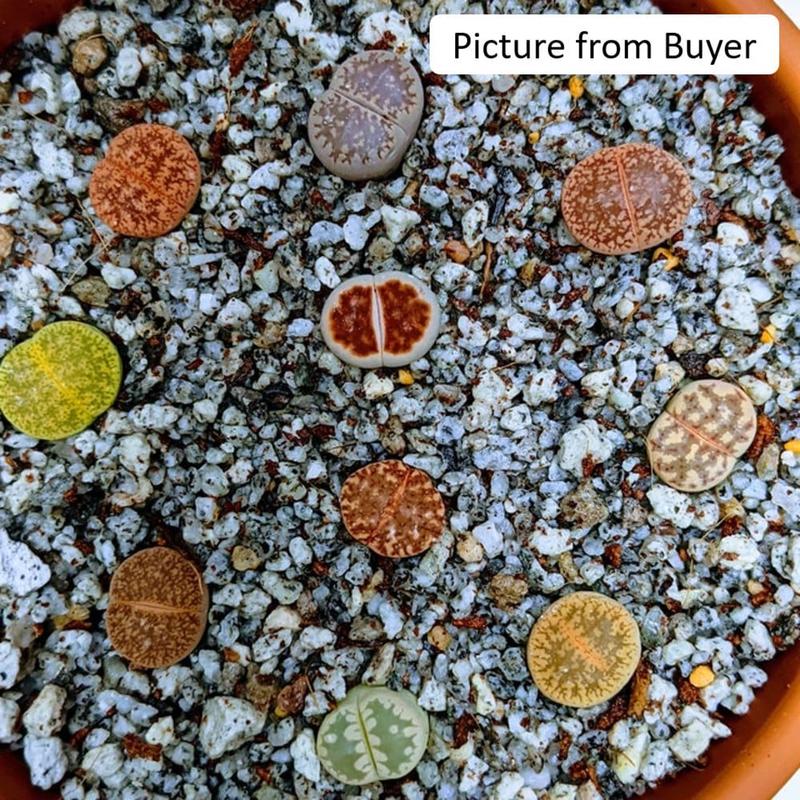 10 Lithops Living Stones (0.4-0.5”): Beginner Friendly | Vibrant Mix | Ideal as Gifts