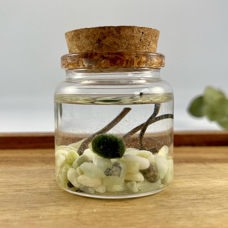 Moss Ball Pet Terrarium Kit with Natural Crystal Gravel - DIY Handcrafted Miniature Ecosystem for Home and Office Decor - Glass