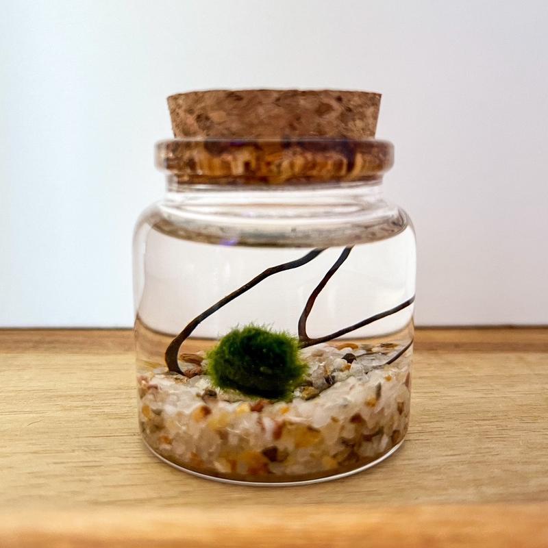 Moss Ball Pet Terrarium Kit with Natural Crystal Gravel - DIY Handcrafted Miniature Ecosystem for Home and Office Decor - Glass